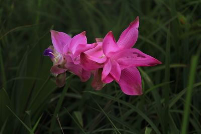 Close-up of pink rose flower