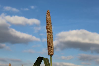 Low angle view of plant against blue sky