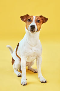 Close-up portrait of dog