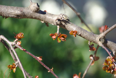 Close-up of plant on branch