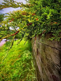 Plants growing on tree