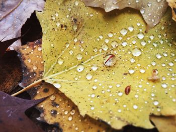 Close-up of water drops on leaf