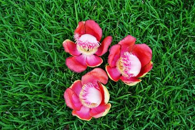 High angle view of red flowers blooming outdoors