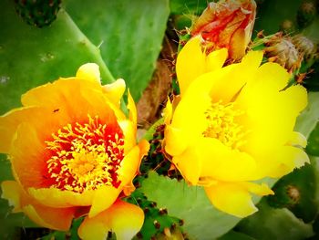 Close-up of yellow flowers blooming outdoors
