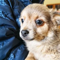 Close-up portrait of a dog