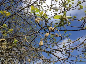 Low angle view of flowers on tree