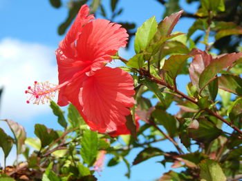 Low angle view of red hibiscus blooming outdoors