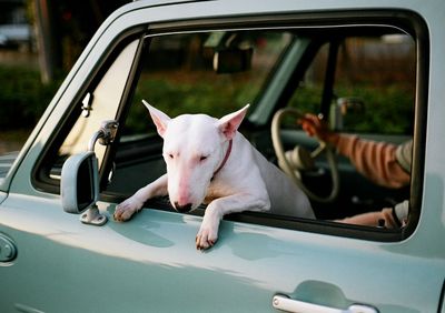 View of dog on car window