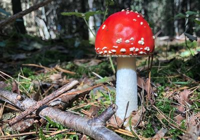 Close-up of fly agaric mushroom on field