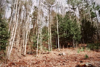 Trees in forest