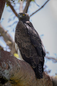 Martial eagle perched on branch turning head