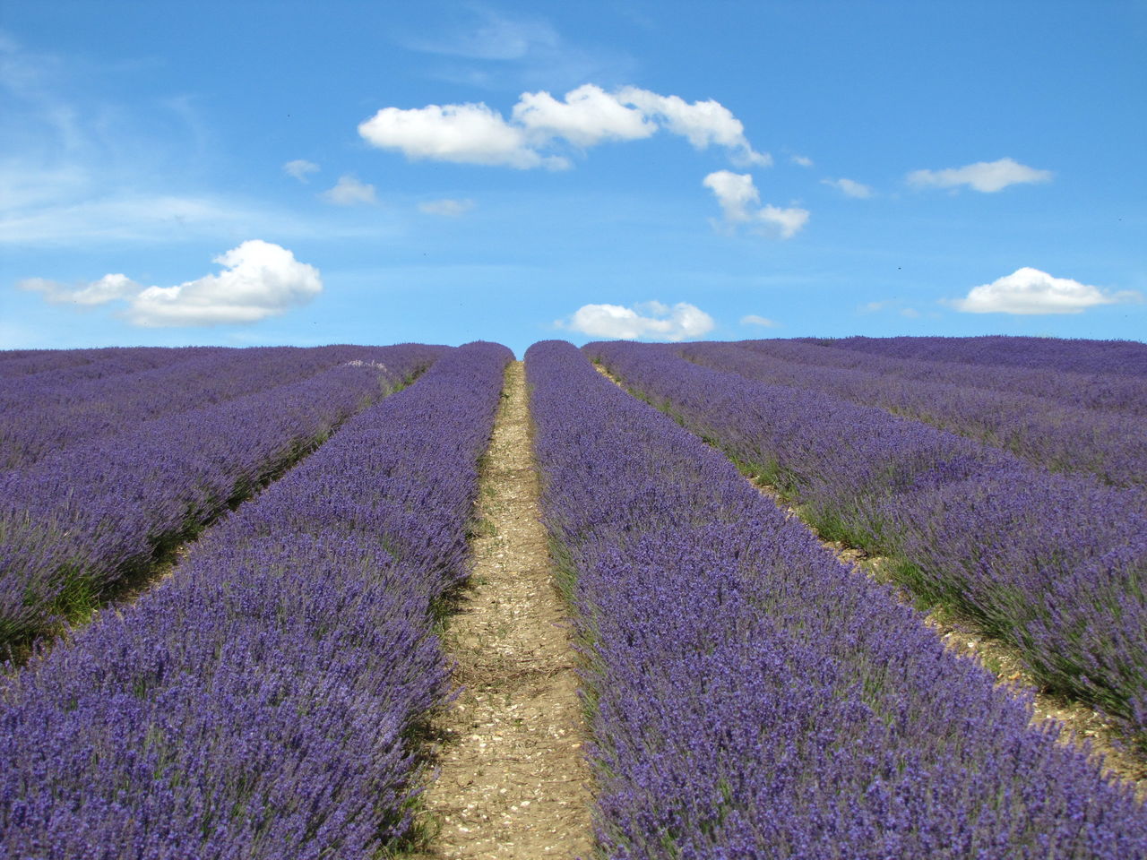 agriculture, field, rural scene, growth, cloud - sky, sky, nature, purple, landscape, outdoors, scenics, beauty in nature, no people, tranquility, lavender colored, day