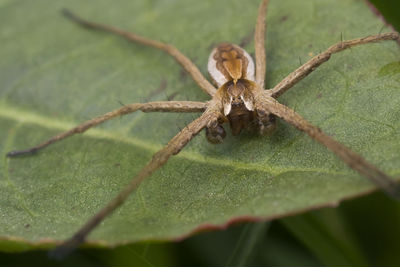 Close-up of insect on leaf
