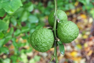 Close-up of fruit growing on tree