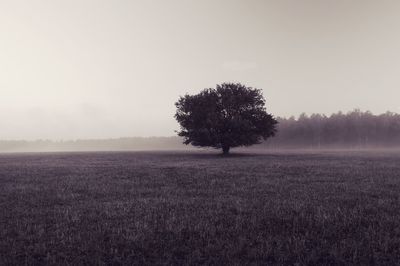 Tree on field against sky