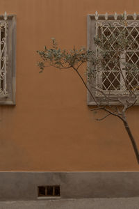 Green tree at an orange wall of building in italy