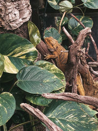 Close-up of dry leaves on tree trunk in forest