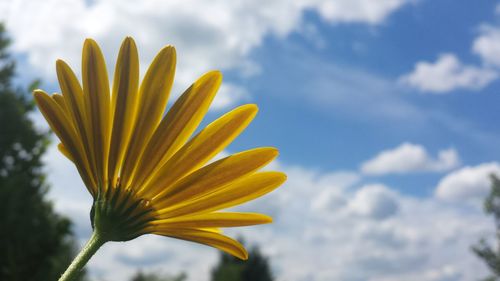 Close-up of yellow flower against sky