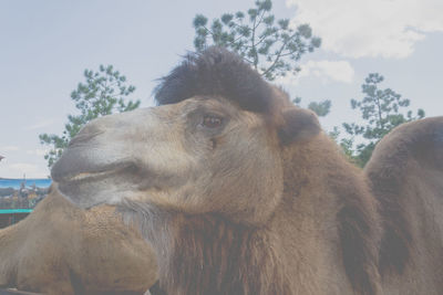 Close-up of a horse against the sky