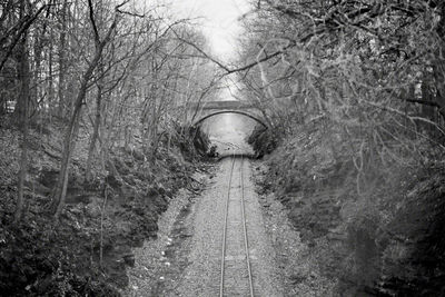 Footpath amidst trees in forest