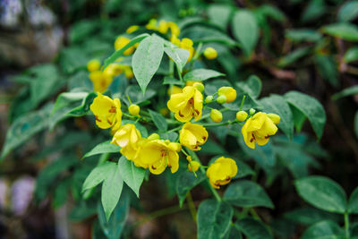 Close-up of yellow flowering plant