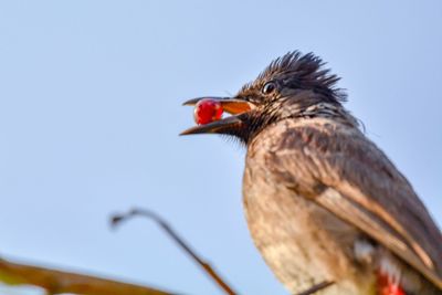 Low angle view of a bird