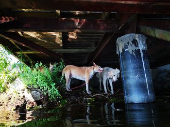 View of dog drinking water