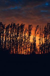 Silhouette trees in forest against sky at sunset