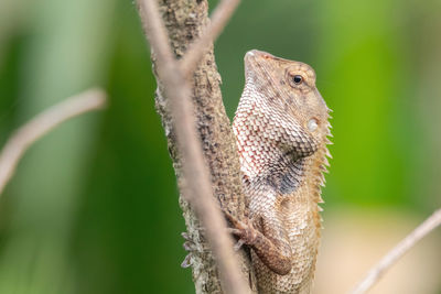 Close-up of squirrel