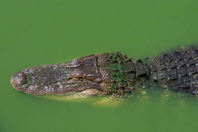 Close-up of alligator in swimming pool