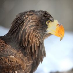 Close-up of an eagel