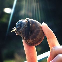 Close-up of hand holding snail