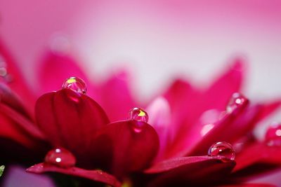 Close-up of wet pink flower