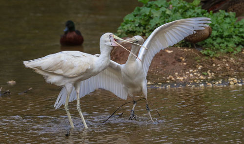 Close-up of birds in lake