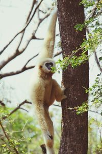 Low angle view of monkey climbing on tree