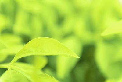 Close-up of green leaves