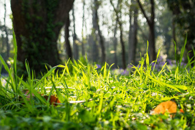 Plants and trees in park