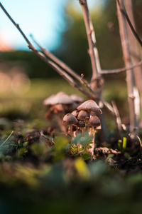 Close-up of mushroom growing on field