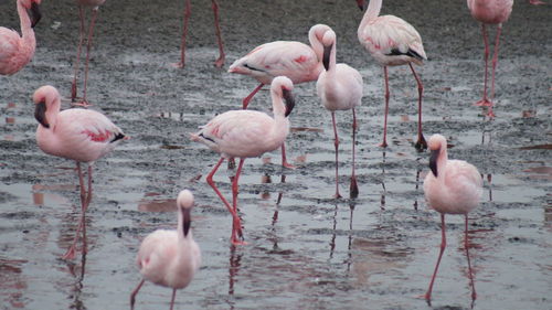 High angle view of flamingos in mud