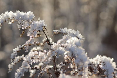 Close-up of white cherry blossom tree during winter