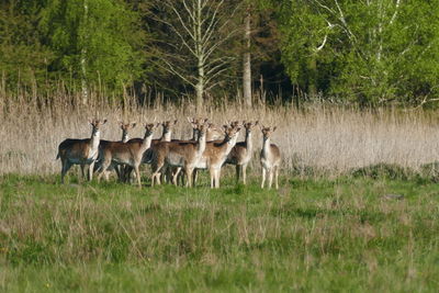 Horses on grassy field