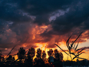 Low angle view of silhouette trees against dramatic sky
