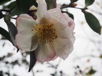 Close-up of white flower blooming on tree