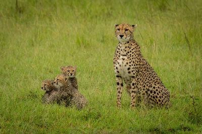 Cheetah sitting with three cubs in grass