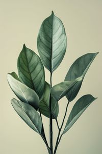 Close-up of plant against white background