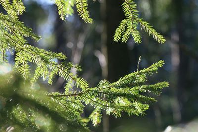 Close-up of plant