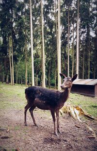 Deer standing in a forest