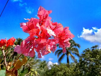 Low angle view of red tree against sky