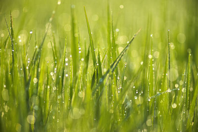 Close-up of wet grass on field