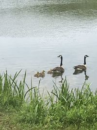 Swans swimming in lake